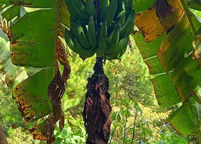 Lucmabamba De Duendes Bed & Breakfast Sahuayaco